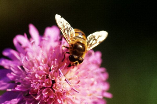 Une abeille dont je ne connais pas le nom